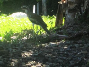 Cairns-May10th-Workshop-32