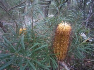 GosfordGlyphs-May19-16