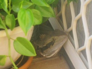WaterDragon-outsideJillsApt-May25-2