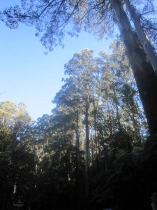 Trees-in-the-Mountains