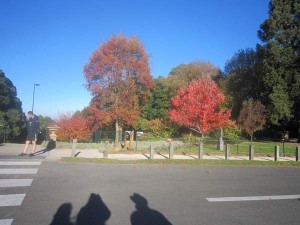 Trees-top-of-the-Mountain